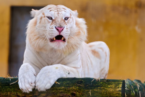 球员场外花边不断，真实生活比剧本还精彩！
